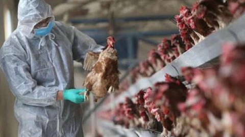 Lần đầu tiên thế giới ghi nhận cúm A H5N8 lây từ gia cầm sang người