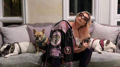Lady Gaga treo thưởng nửa triệu đô tìm 2 chú chó cưng bị bắt trộm