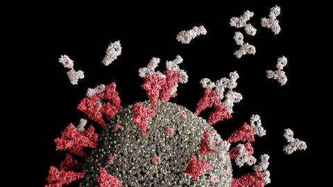 Biến thể AY.4.2 không có khả năng kháng các vaccine hiện tại