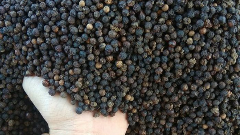 Dự báo giá hạt tiêu trong thời gian tới giảm do nhu cầu tiêu thụ vẫn chậm.