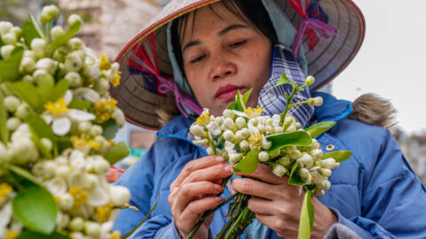 Hoa Bưởi đầu mùa ở Hà Nội bán giá 500,000 đồng/kg vẫn đắt hàng