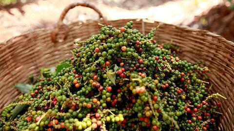 Giá tiêu tiếp đà tăng mạnh, cao nhất đạt 66.000 đồng/kg