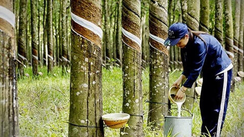 Xuất khẩu cao su sang Trung Quốc tăng trở lại