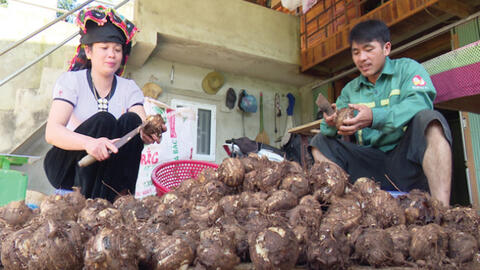 Khoai sọ Cụ Cang