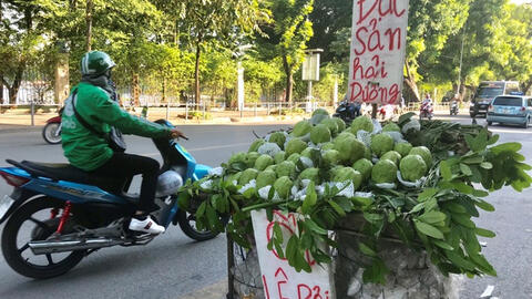 Ổi “Lệ Rơi” nặng 1,5kg giá cao hơn ổi thường vẫn nhiều người mua