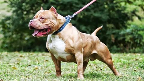 Vụ chó Pitbull cắn chết người: Người nuôi có thể phải chịu trách nhiệm hình sự