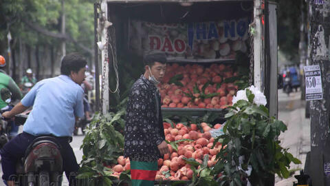 Đào tiên Tây Tạng "khổng lồ" giá 50.000 đồng/quả thu hút người Sài Gòn