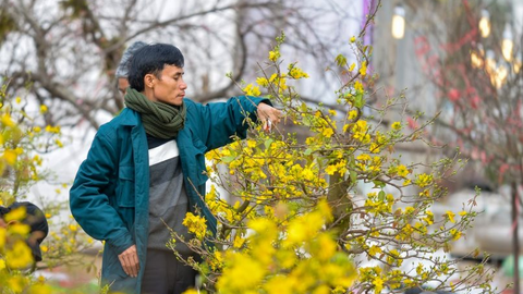 Những địa điểm bán mai vàng chơi Tết ở Sài Gòn