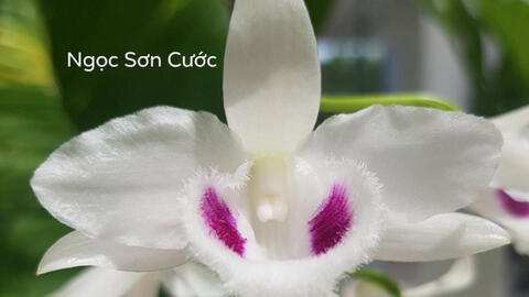 Xôn xao thương vụ chuyển giao lan var Ngọc sơn cước giá 250 tỷ đồng