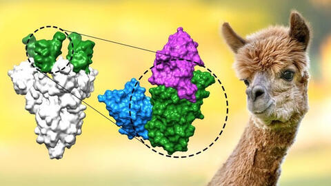 Phát hiện kháng thể chặn được biến chủng Delta trên lạc đà Alpaca