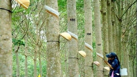 Giá cao su xuất khẩu tháng 1/2022 tăng nhẹ
