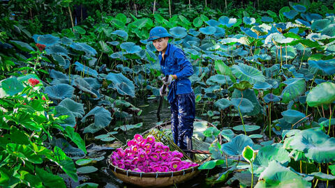Sen Hồ Tây cuối vụ, hoa to cánh dày, không đủ cho khách đặt mua