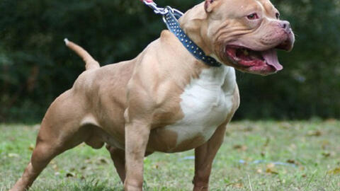 Tiêu hủy chó Pitbull cắn chủ tử vong