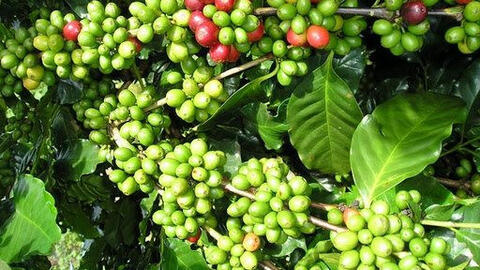 Giá cà phê vẫn chưa có dấu hiệu phục hồi