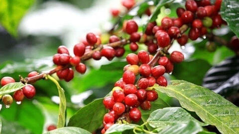 Giá cà phê arabica quay đầu tăng, trong khi robusta tiếp tục sụt giảm
