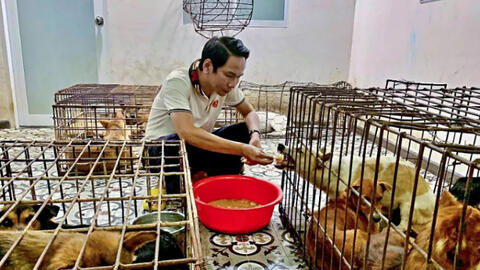 Người đàn ông chi 24 triệu đồng giải cứu 31 chú chó trong lò mổ