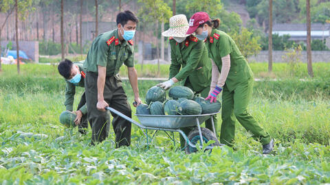 Công an ở Bắc Giang giúp người dân thu hoạch 8,5 tấn dưa