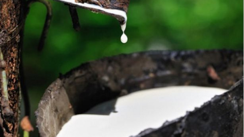 Thị phần cao su Việt Nam tại Mỹ đang tăng nhanh