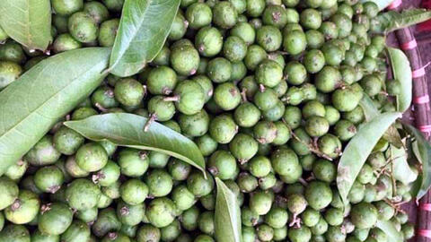 Sấu non đầu mùa chỉ còn 40.000 đồng/kg