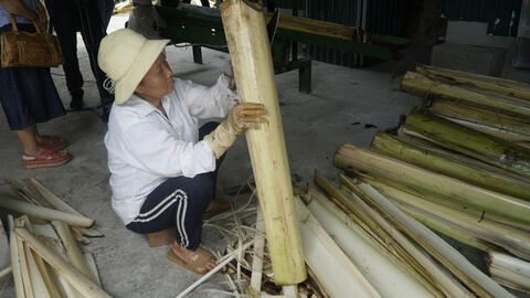 Làm giàu từ  thân cây chuối