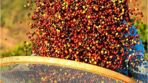 Dự báo giá cà phê Robusta sẽ tăng mạnh