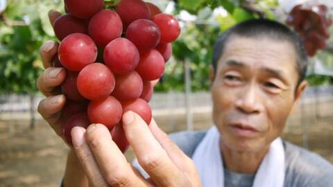 Chùm nho giá 11.000 USD, và những đặc sản giá trên trời chỉ có ở Nhật Bản