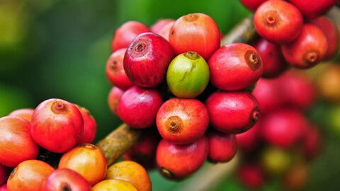 Giá cà phê thế giới tiếp đà giảm