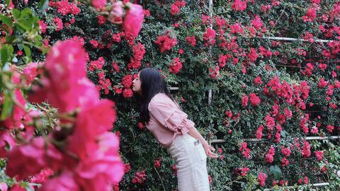 Đến Sa Pa mùa hồng leo như lạc vào... thiên đường