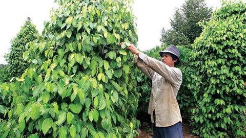 Doanh nghiệp đầy mạnh thu mua hồ tiêu, dự báo giá tiêu có thể vượt 90.000 đồng/kg