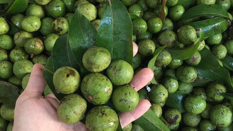 Lần đầu xuất 22 tấn trái sâu sang Australia, giá hơn 300.000 đồng/kg
