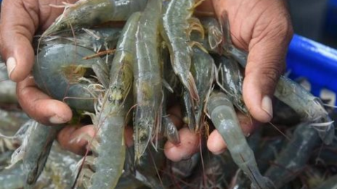 Dự báo xuất khẩu thủy sản những tháng tới khả quan