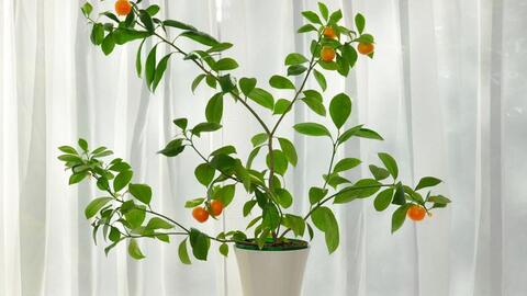 8 loại cây ăn quả tốt nhất có thể trồng ở nhà