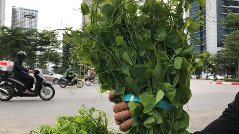 Rau rừng có giá thành đắt ngang với thịt lợn vẫn được "săn lùng"
