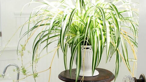 Cây xanh thanh lọc không khí, bớt ô nhiễm trong nhà