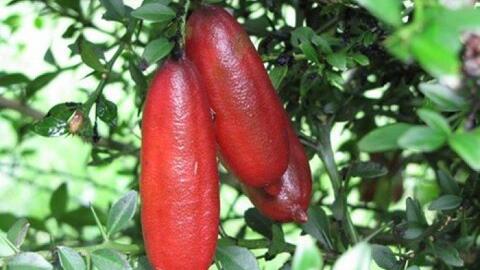 Chanh ngón tay giá 2 triệu đồng/kg có gì đặc biệt?