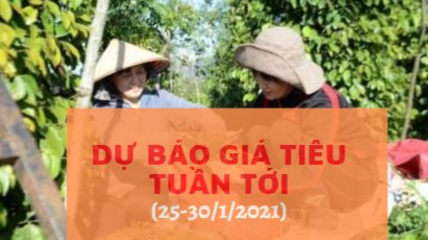 Nhà đầu cơ tích cực gom hàng, giá tiêu tiếp tục đà tăng?