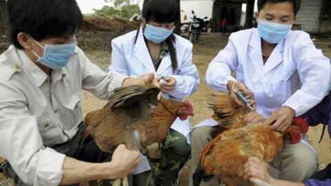 Bé gái 5 tuổi ở Phú Thọ nhiễm cúm A/H5N1