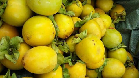 Hồng giòn cuối mùa giảm còn 25.000 đồng/kg