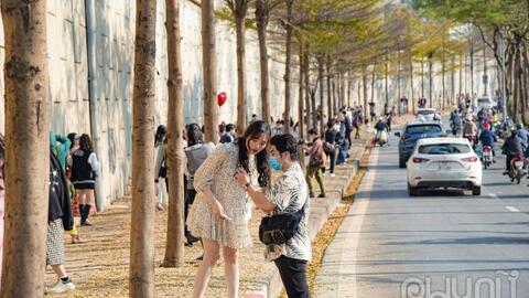 Bàng lá nhỏ "nhuộm vàng" ven sông Tô Lịch, người dân nô nức chụp ảnh bất chấp dịch bệnh