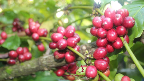 Robusta tiếp tục là 'điểm sáng' trong thị trường cà phê