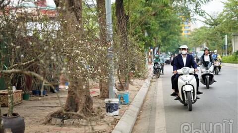 Hoa rừng xuống phố hút khách Thủ đô chơi Tết sớm