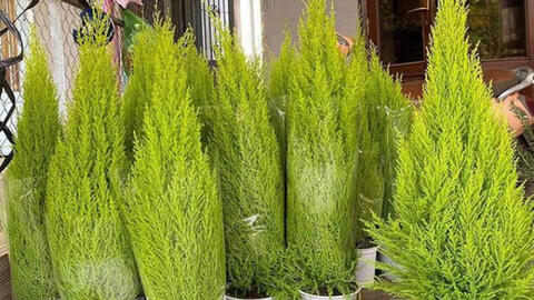 Thông Noel 'made in Vietnam' giá dưới 500.000 đồng được dân tình thi nhau săn đón
