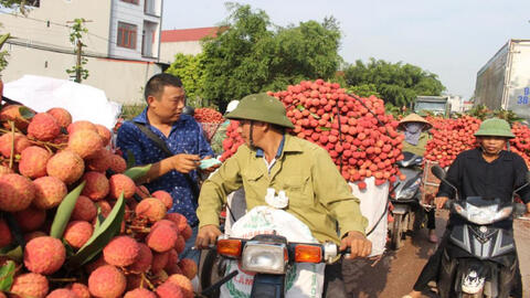 Gần 200 thương nhân Trung Quốc chuẩn bị sang Việt Nam mua vải thiều