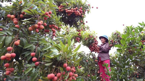 15 tấn vải thiều Bắc Giang lên đường sang Nhật