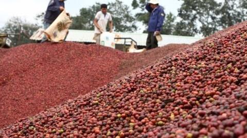 Giá cà phê phục hồi, đồng loạt tăng 400 đồng/kg