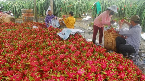 Hàng triệu tấn nông sản đang tồn đọng tại các tỉnh phía Nam