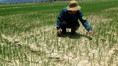 Nắng hạn hoành hành xã Phổ Cường, Quảng Ngãi