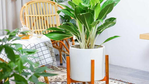 5 mẹo phong thủy đơn giản rước tiền bạc vào nhà