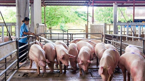Giá heo hơi miền Bắc, miền Trung đồng loạt giảm