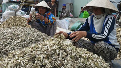 Củ kiệu miền Trung bắt đầu hút hàng, tăng giá ở Sài Gòn